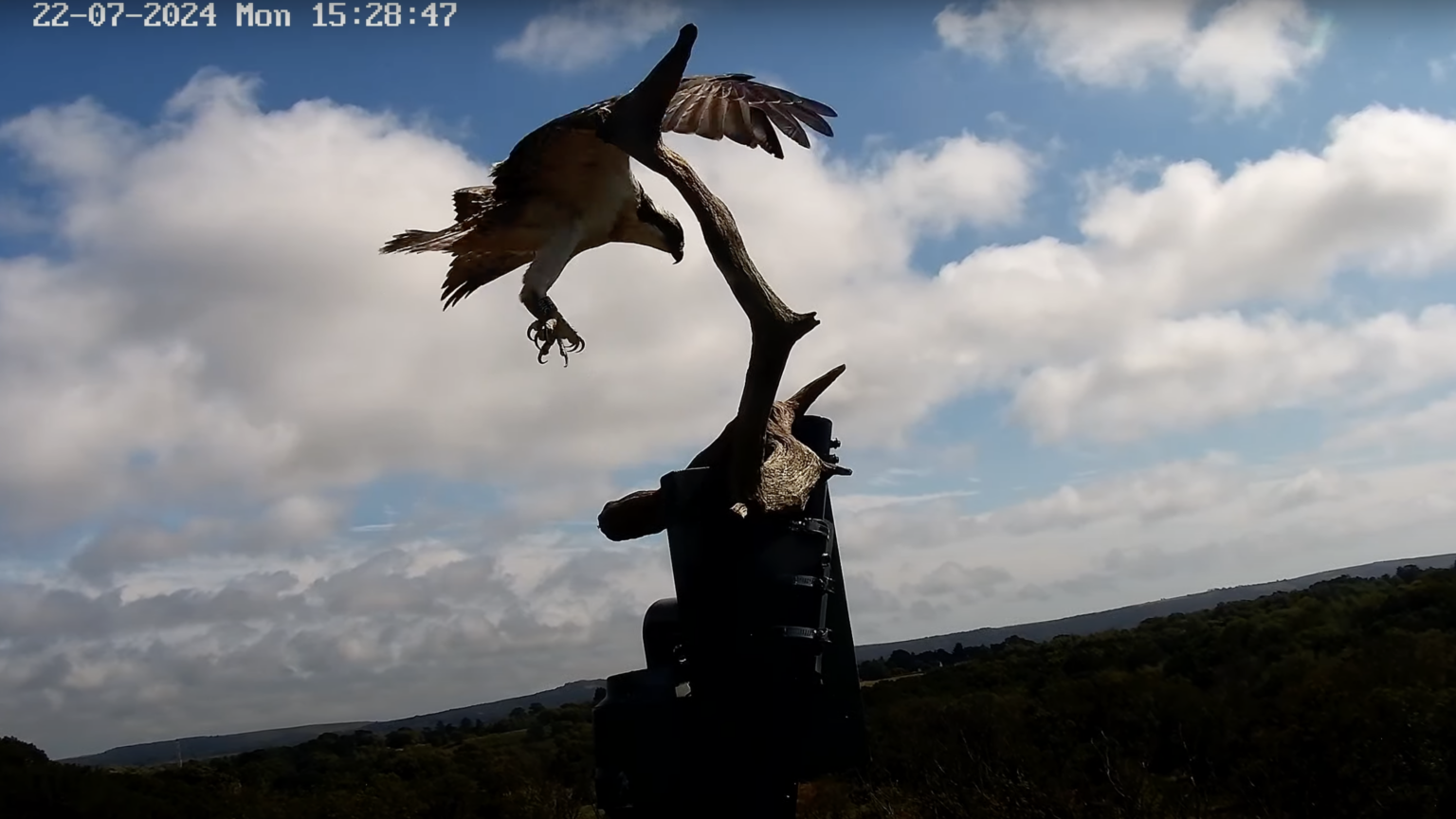 Osprey Chicks Fledge Birds Of Poole Harbour