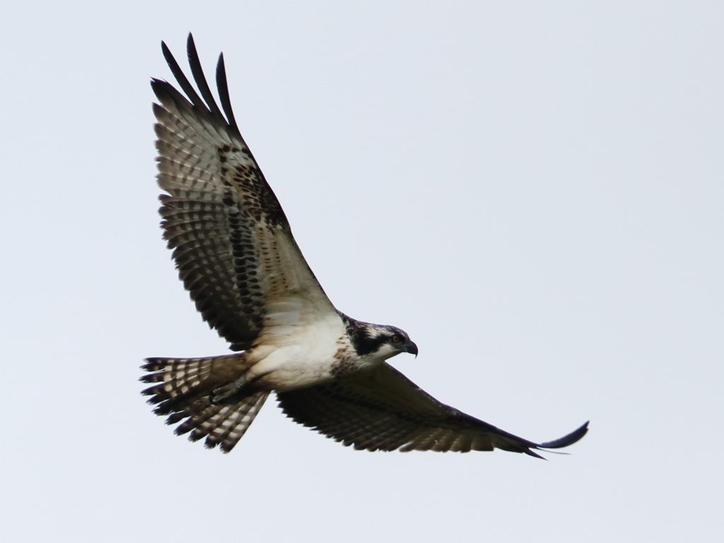 osprey new zealand