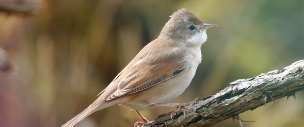 Home - Birds of Poole Harbour