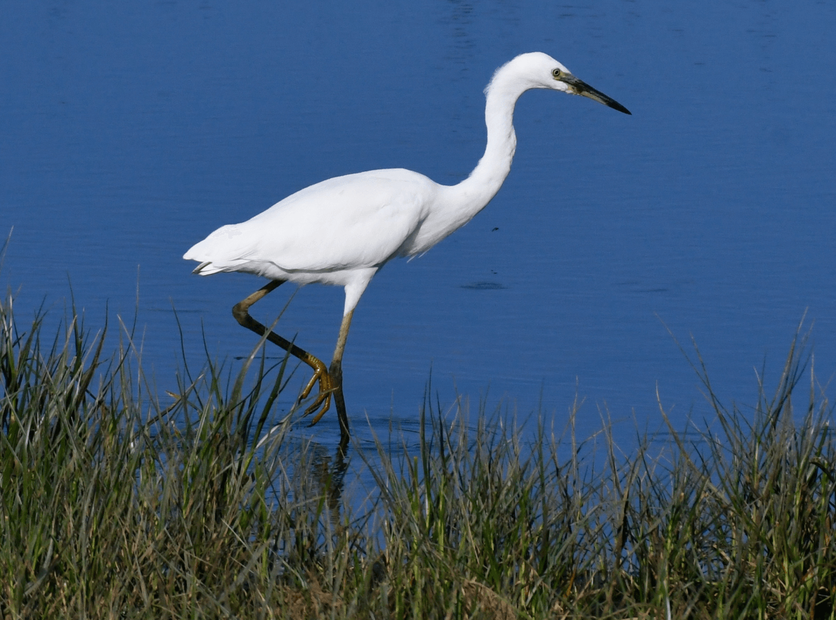 Surveys - Birds of Poole Harbour