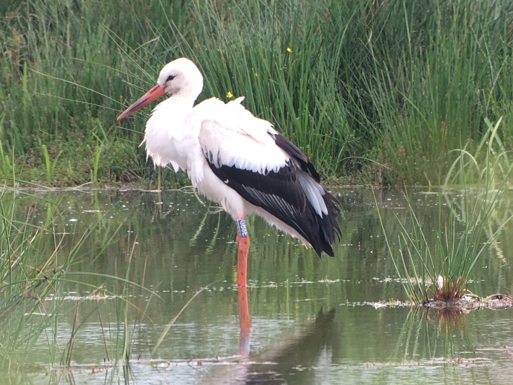 White Stork Birds Of Poole Harbour