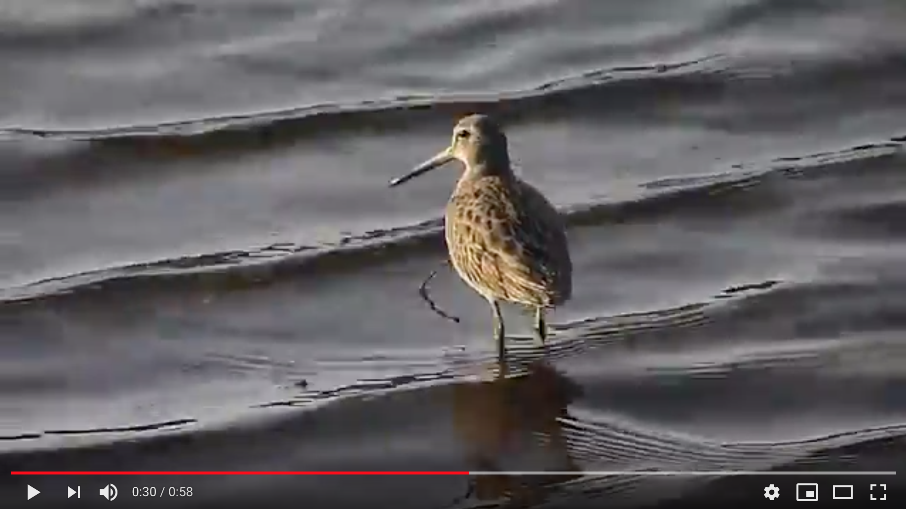 Long-billed Dowitcher - Poole Park - 10/02/11 - Birds of Poole Harbour