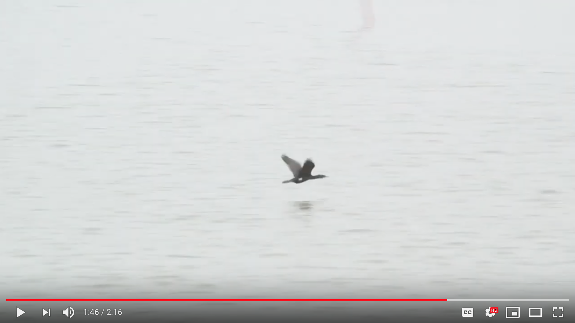 Birds Of Poole Harbour - School Bird Boat Project - Birds of Poole Harbour