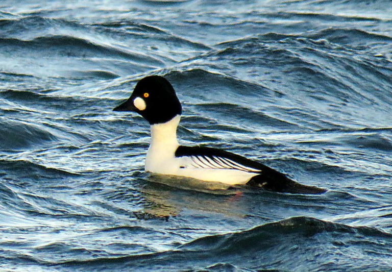 Harbour Update - posted 30/01/20 - Birds of Poole Harbour