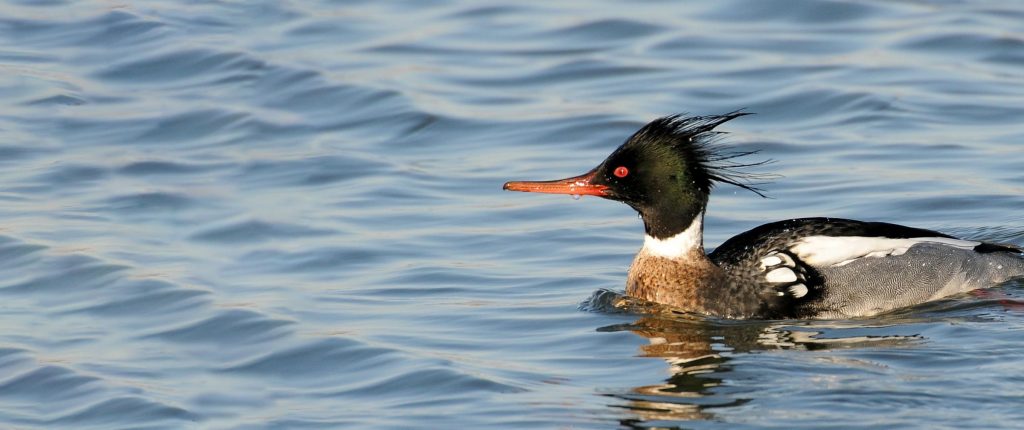 Projects - Birds of Poole Harbour