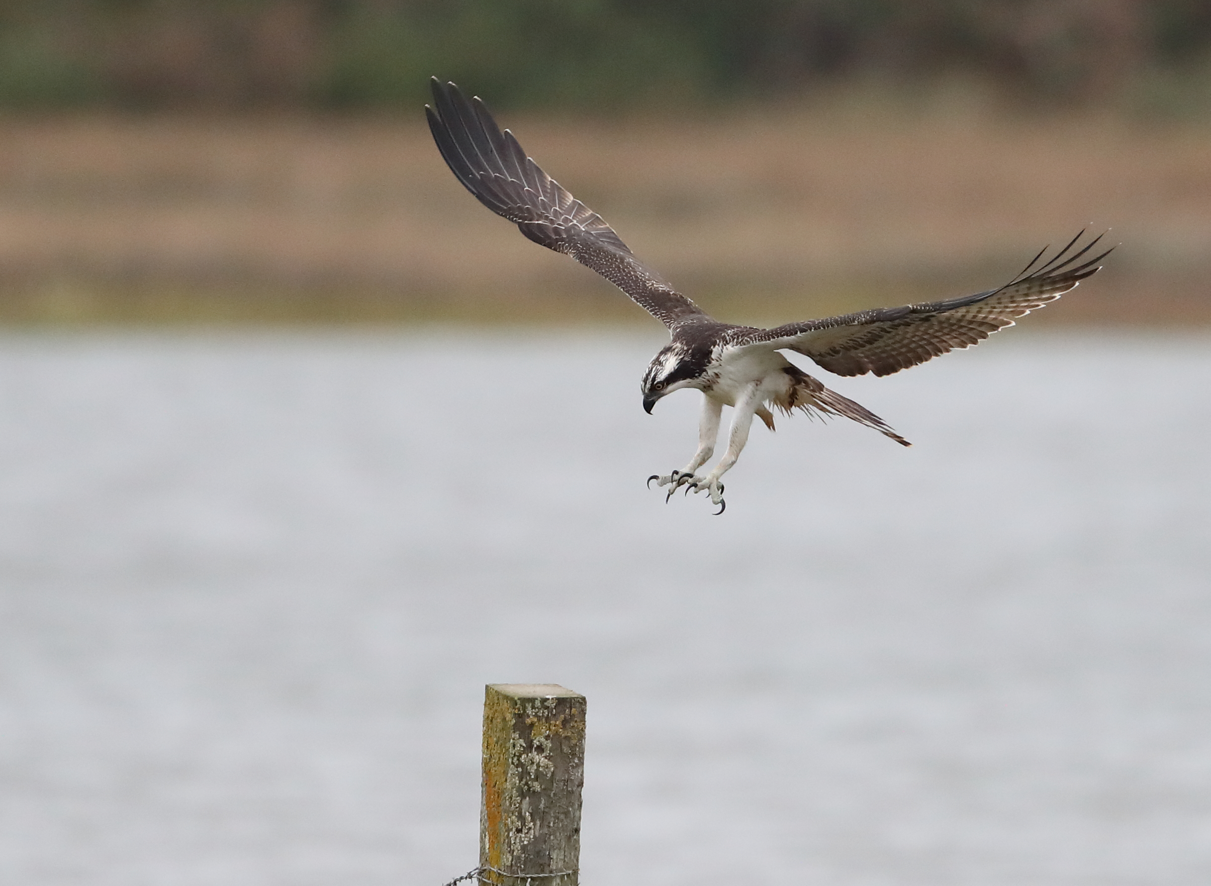 History Of Ospreys In The Uk Birds Of Poole Harbour