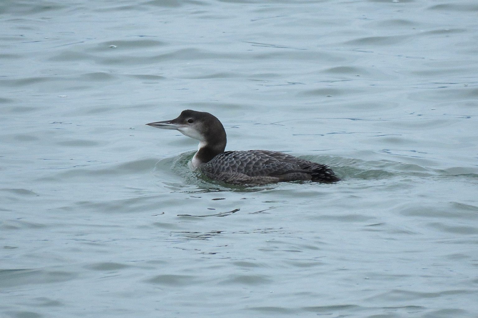 Harbour Update - posted 27/01/20 - Birds of Poole Harbour