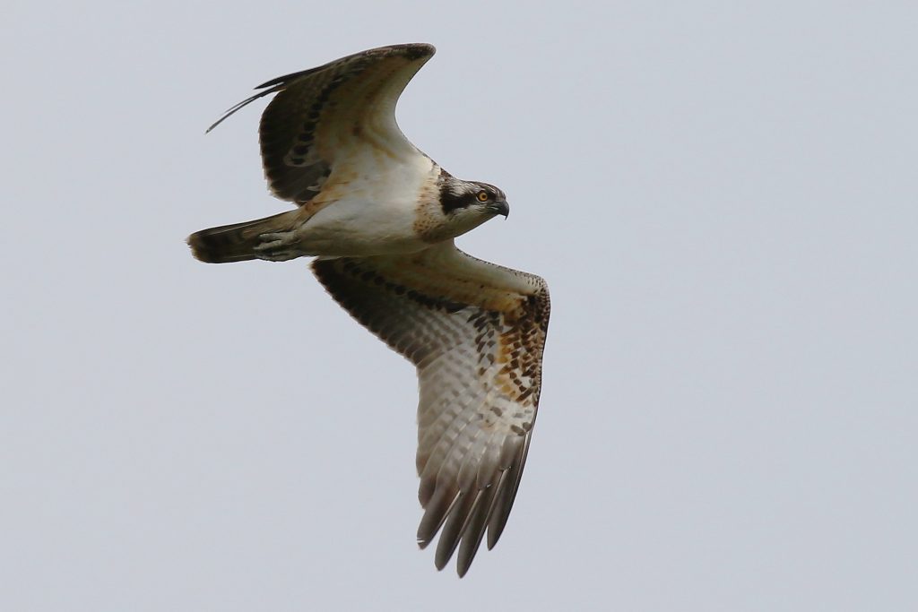 Poole Harbour Osprey Chicks Take Flight - Birds of Poole Harbour