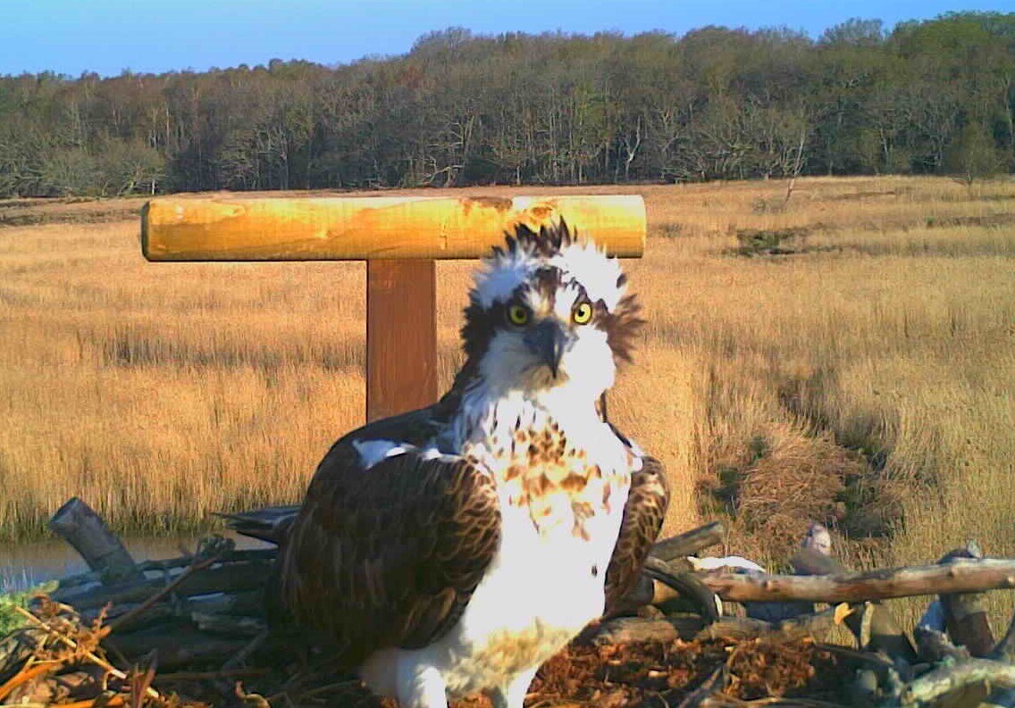 Poole Harbour Osprey Project – 2019 Yesterday, Today, Tomorrow - Birds