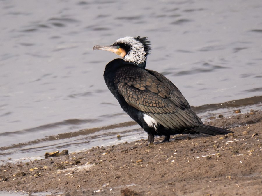 Harbour Update - posted 16/02/20 - Birds of Poole Harbour