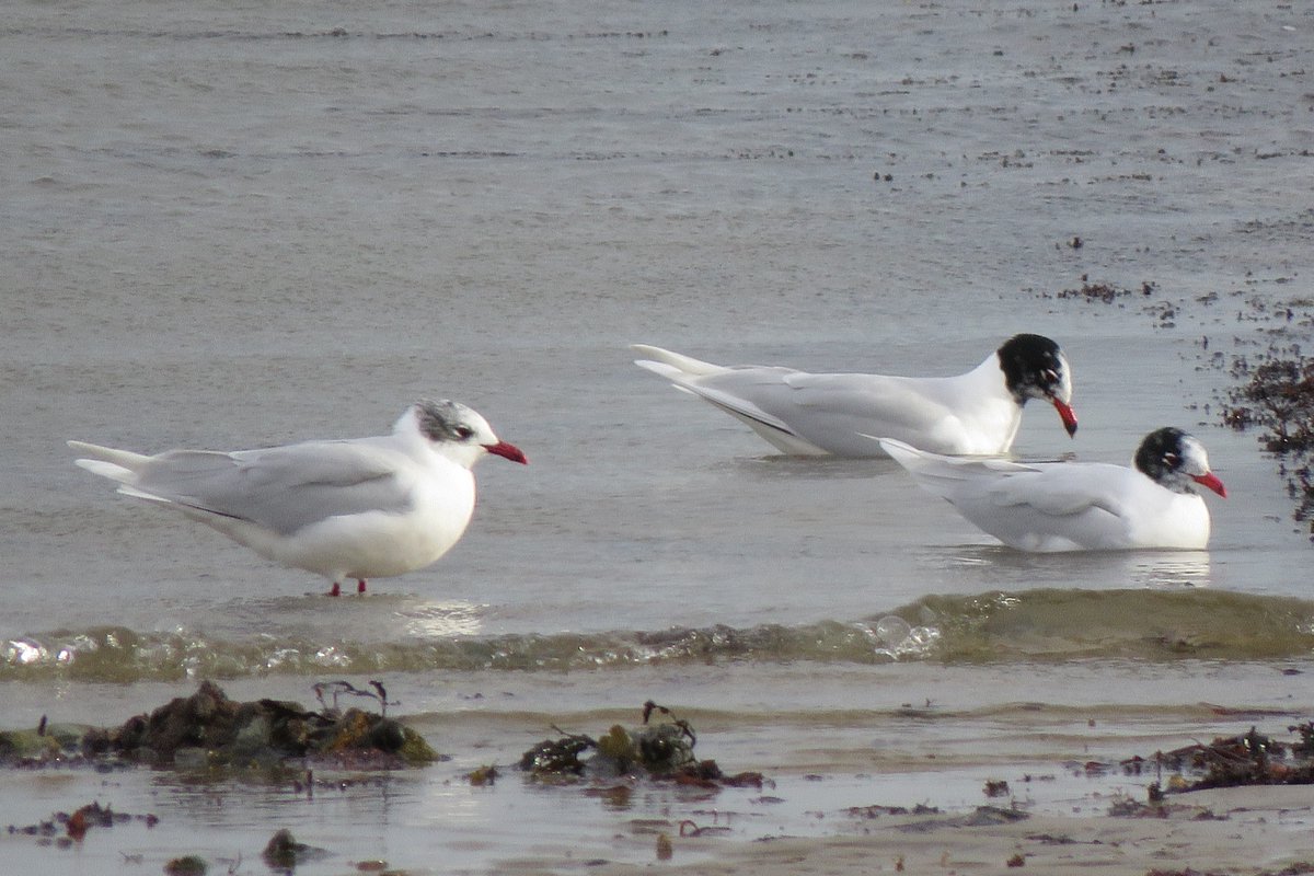 Harbour Update - posted 21/02/2020 - Birds of Poole Harbour