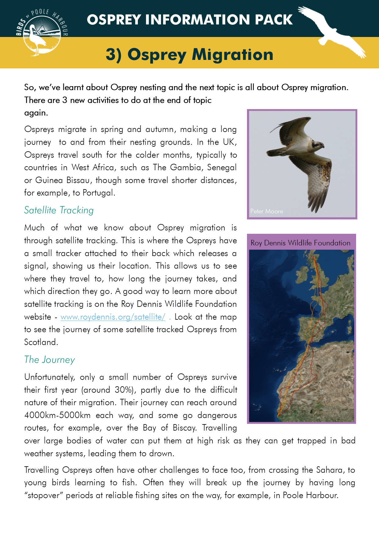 osprey migration tracking