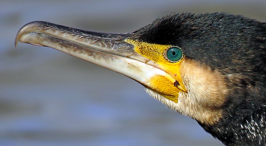 Harbour Update - posted 03/03/20 - Birds of Poole Harbour