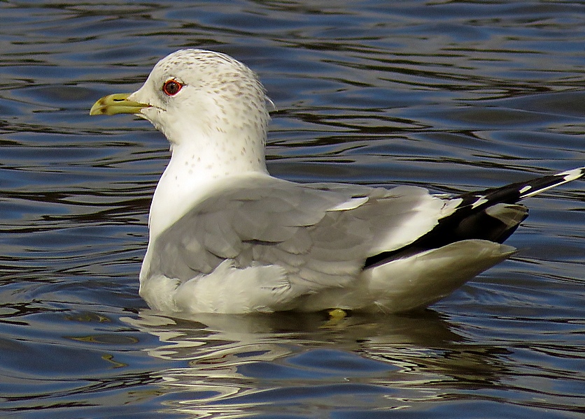 Harbour Update - posted 06/03/20 - Birds of Poole Harbour