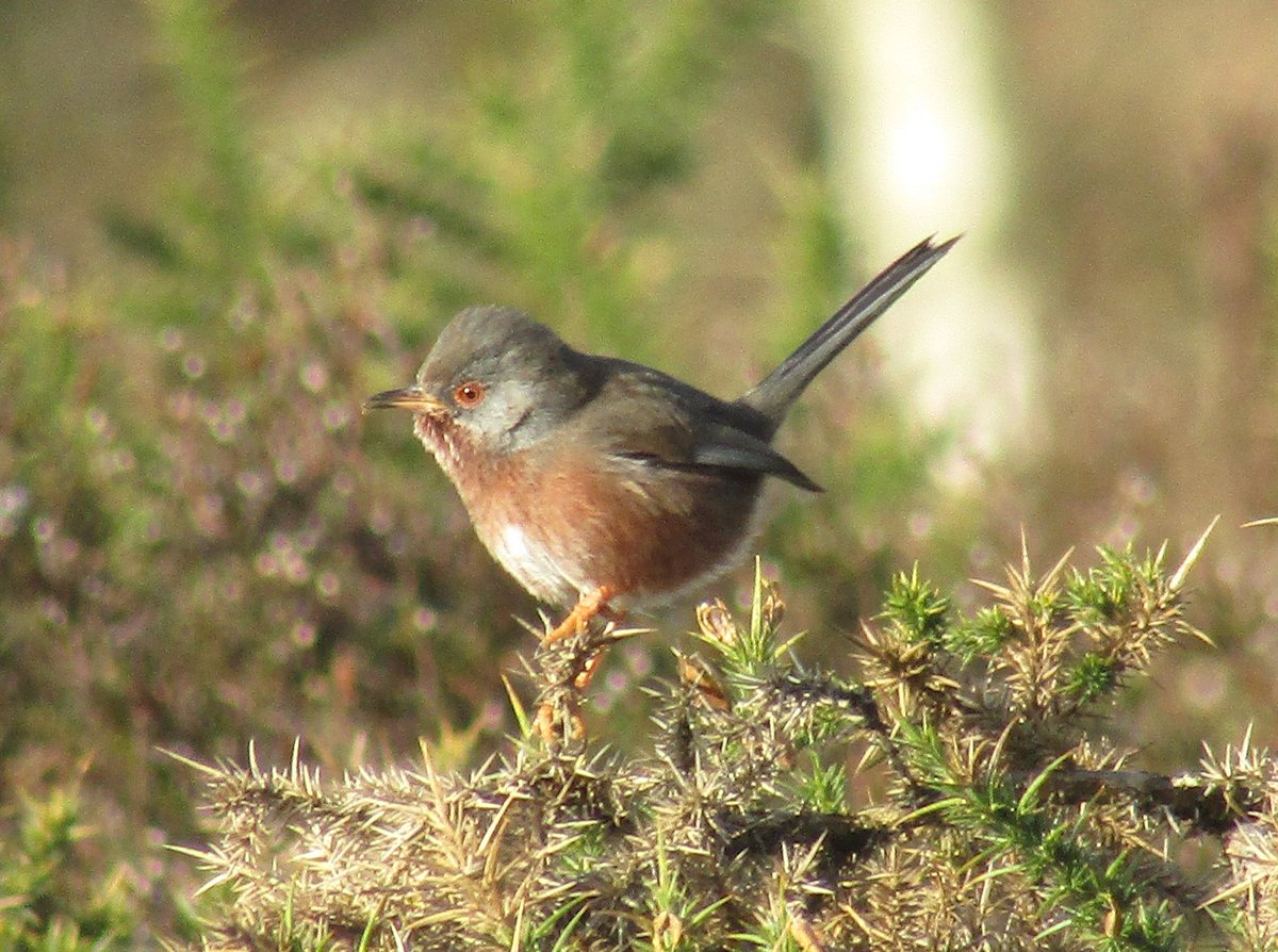 Harbour Update - posted 09/03/19 - Birds of Poole Harbour