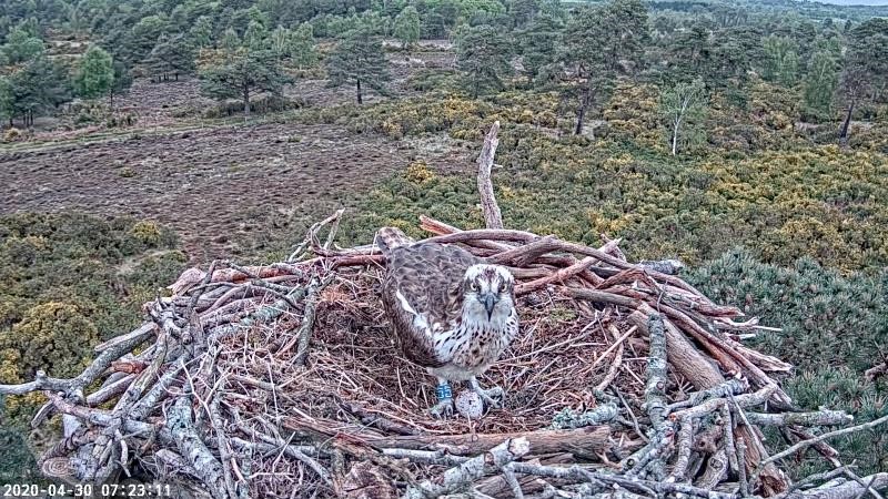 osprey eggs