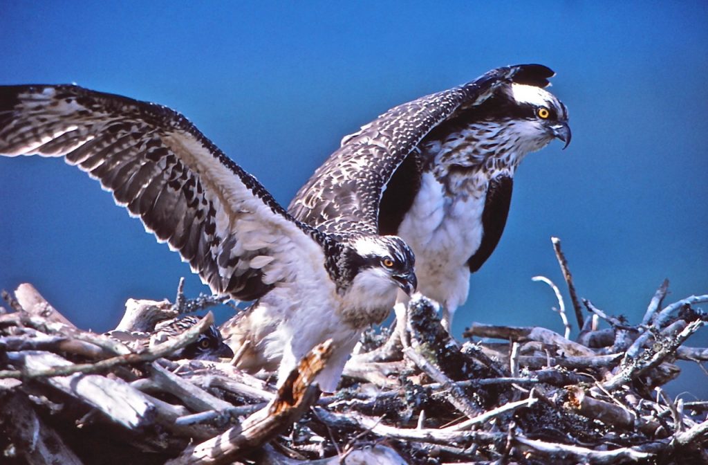 'Osprey' - Film - Birds of Poole Harbour