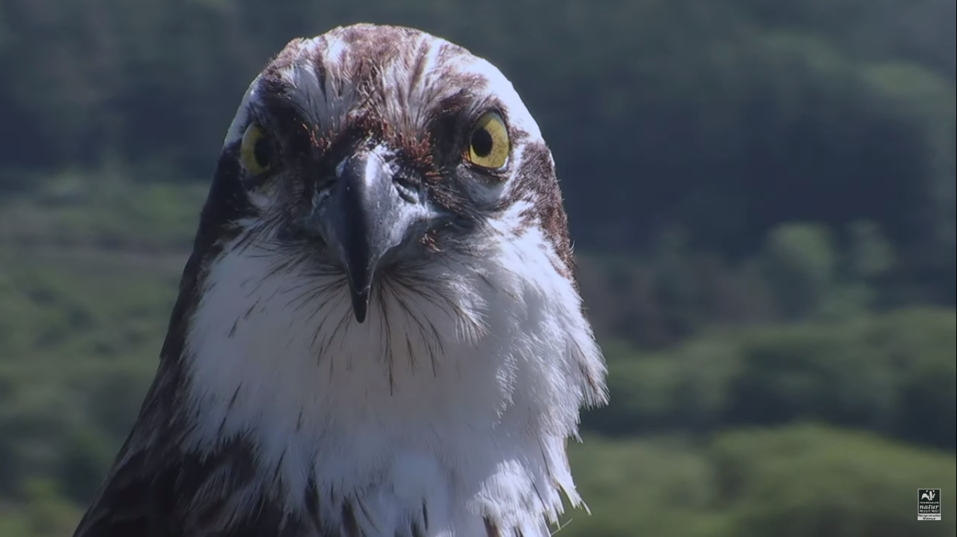 014 Returns... to Wales! - Birds of Poole Harbour