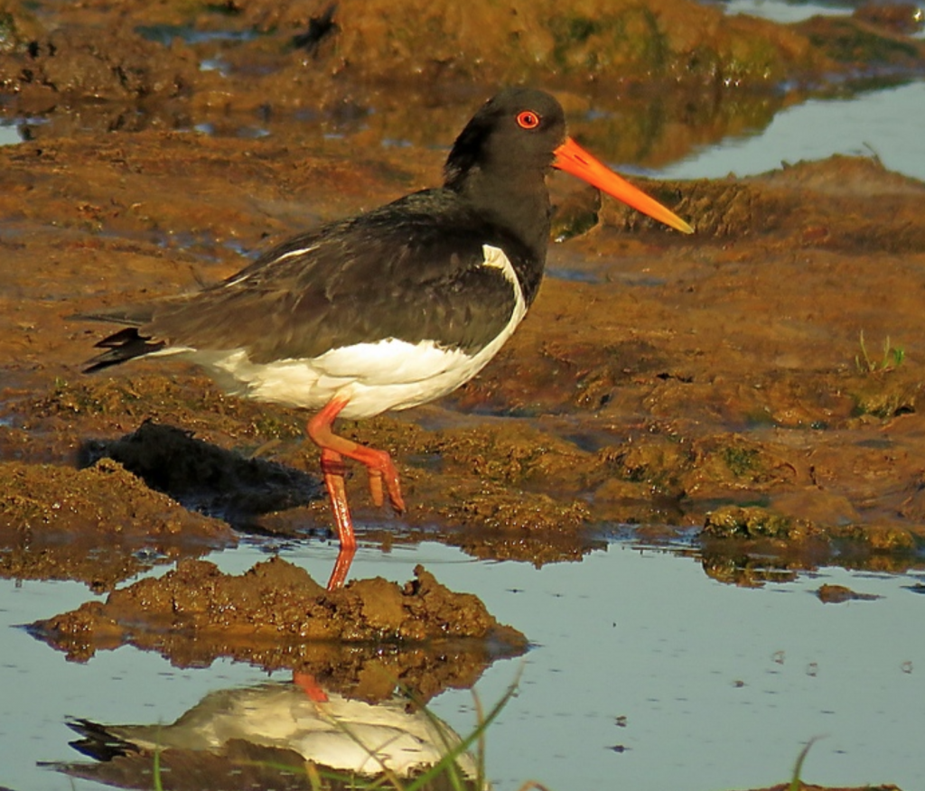 Harbour Update - posted 01/06/20 - Birds of Poole Harbour