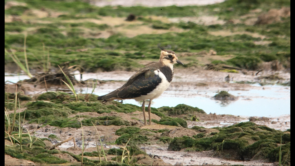 Harbour Update - posted 02/07/20 - Birds of Poole Harbour