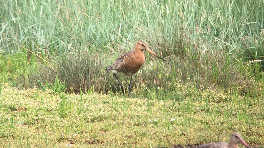 Harbour Update - posted 04/07/20 - Birds of Poole Harbour