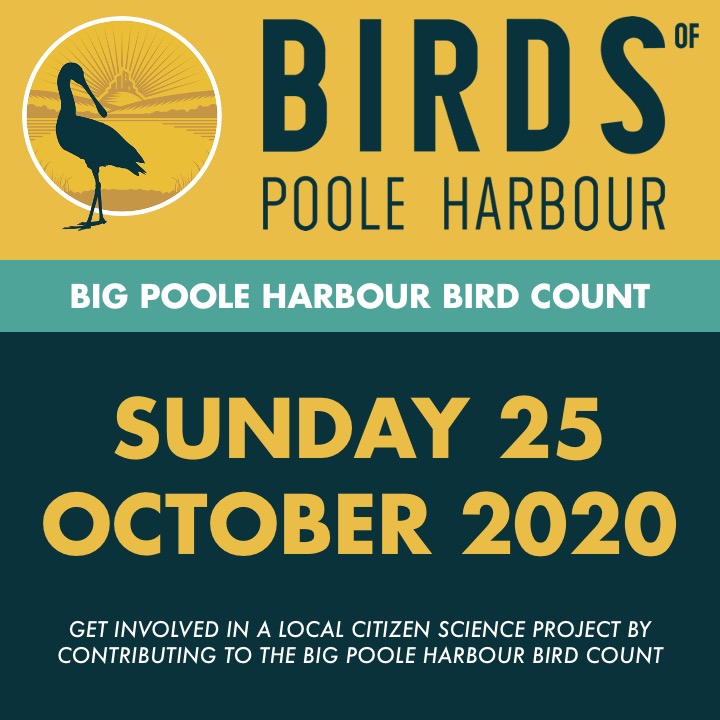 The Big Poole Harbour Bird Count Is Back! - Birds of Poole Harbour