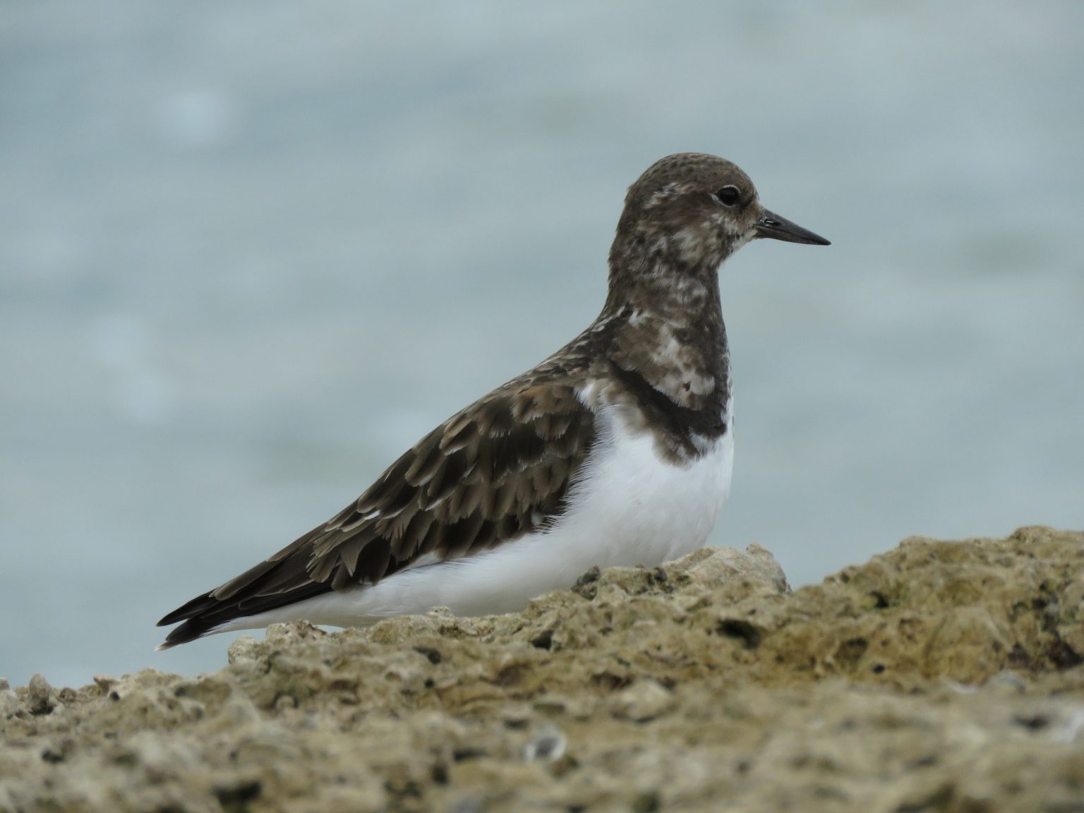 Sightings Archive - Birds of Poole Harbour