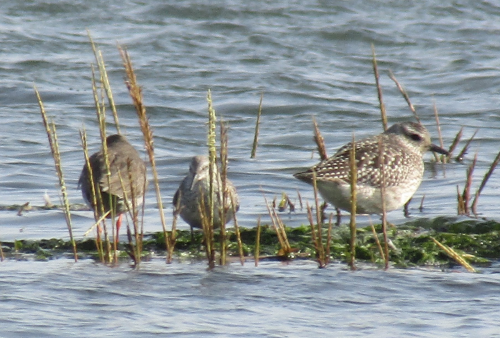 Harbour Update - posted 19/10/20 - Birds of Poole Harbour