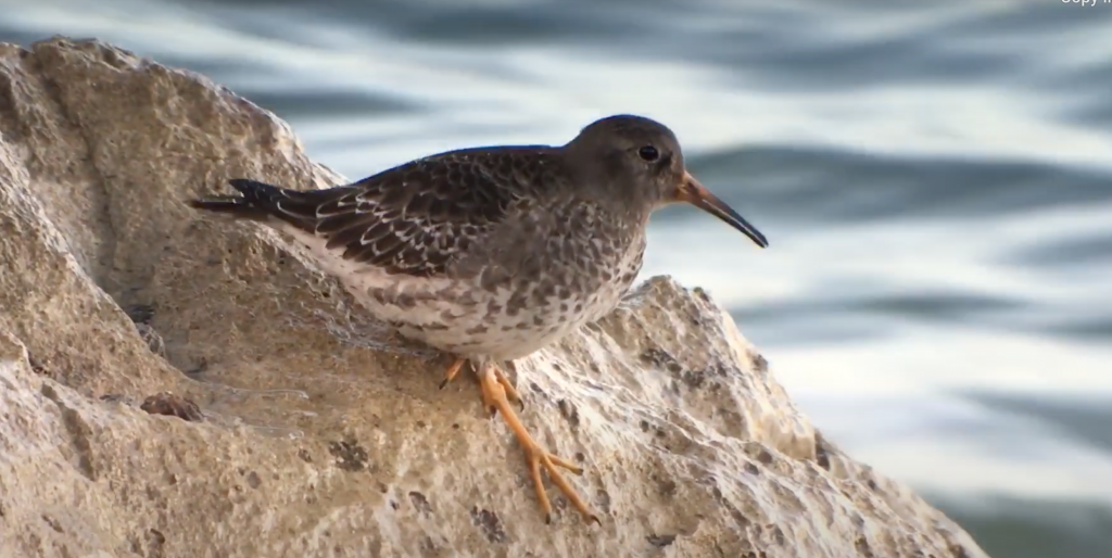 Harbour Update - posted 17/12/20 - Birds of Poole Harbour