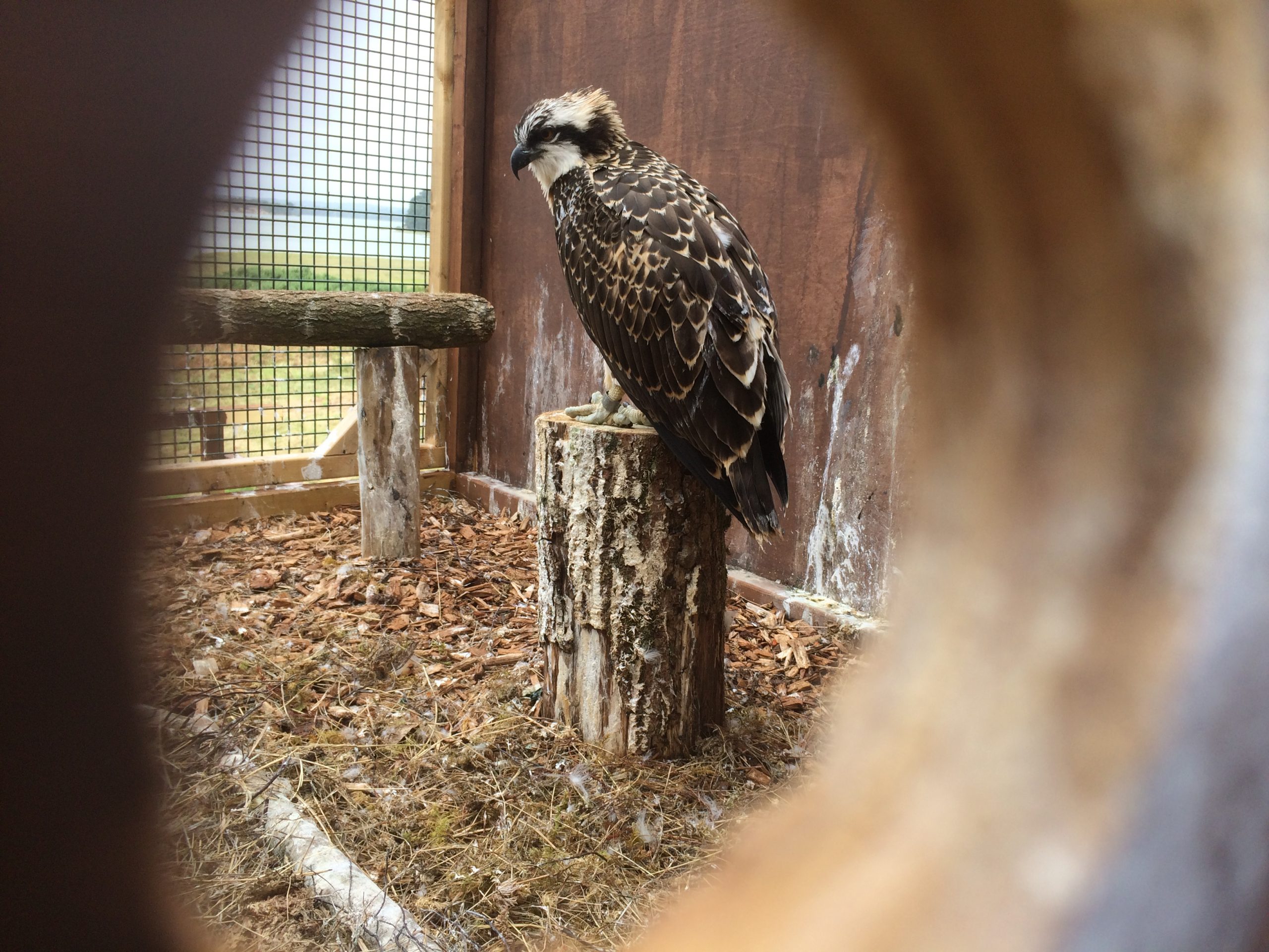 Job Advert: Osprey Project Assistant - Birds of Poole Harbour