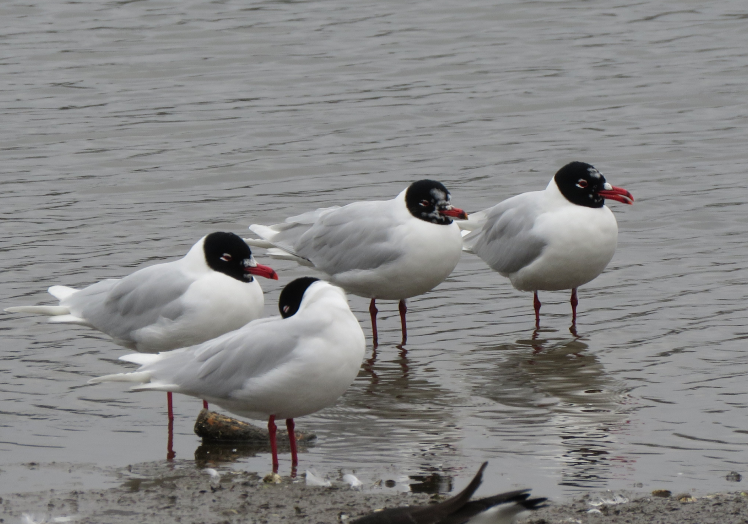 Harbour Update - posted 12th & 13th /03/21 - Birds of Poole Harbour