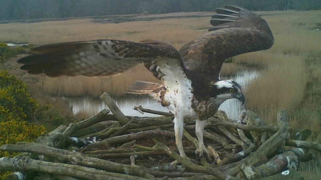 Moths of Poole Harbour - Birds of Poole Harbour