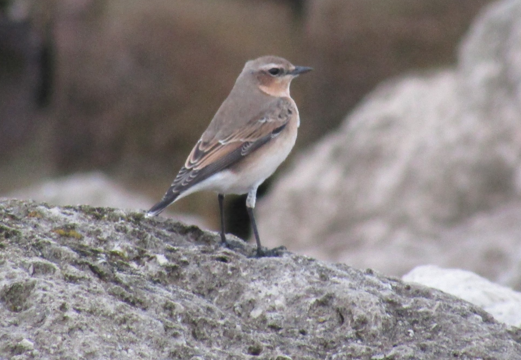 Harbour Update - posted 01/10/21 - Birds of Poole Harbour