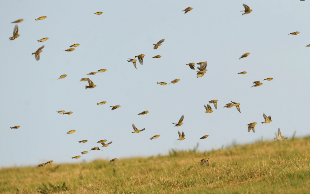 Late Autumn Migrants ID Course - Birds of Poole Harbour