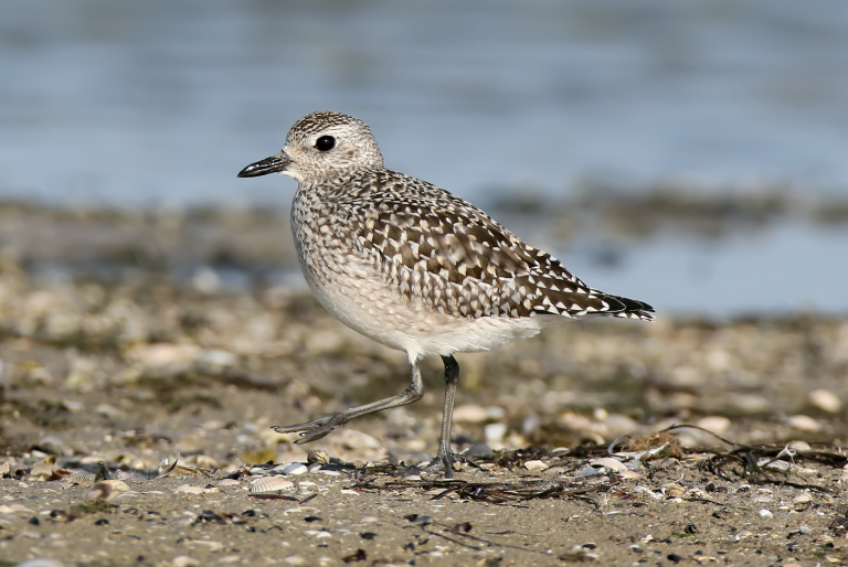 Poole Harbour: an important area for overwintering and breeding wetland