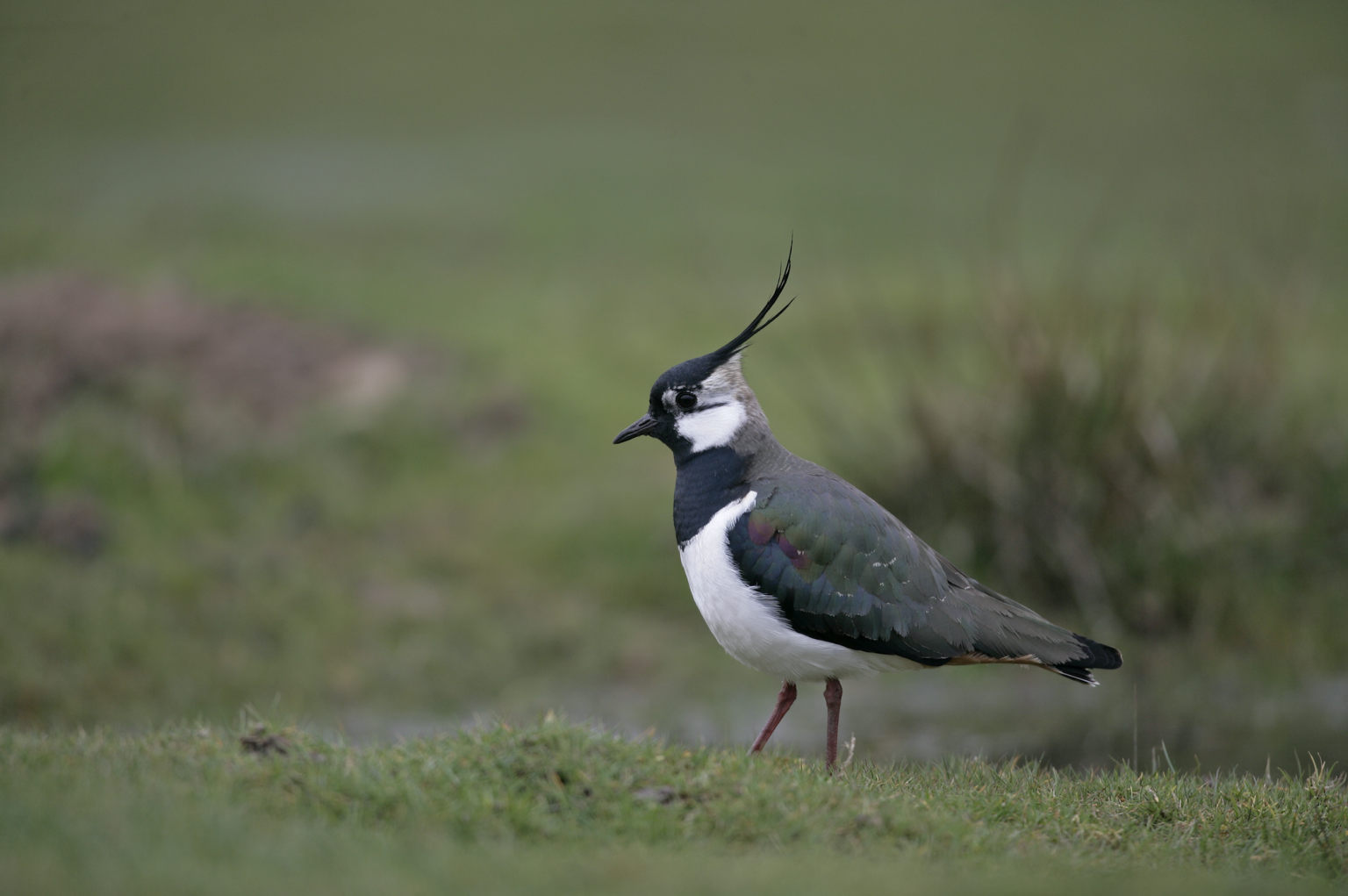 Poole Harbour: an important area for overwintering and breeding wetland