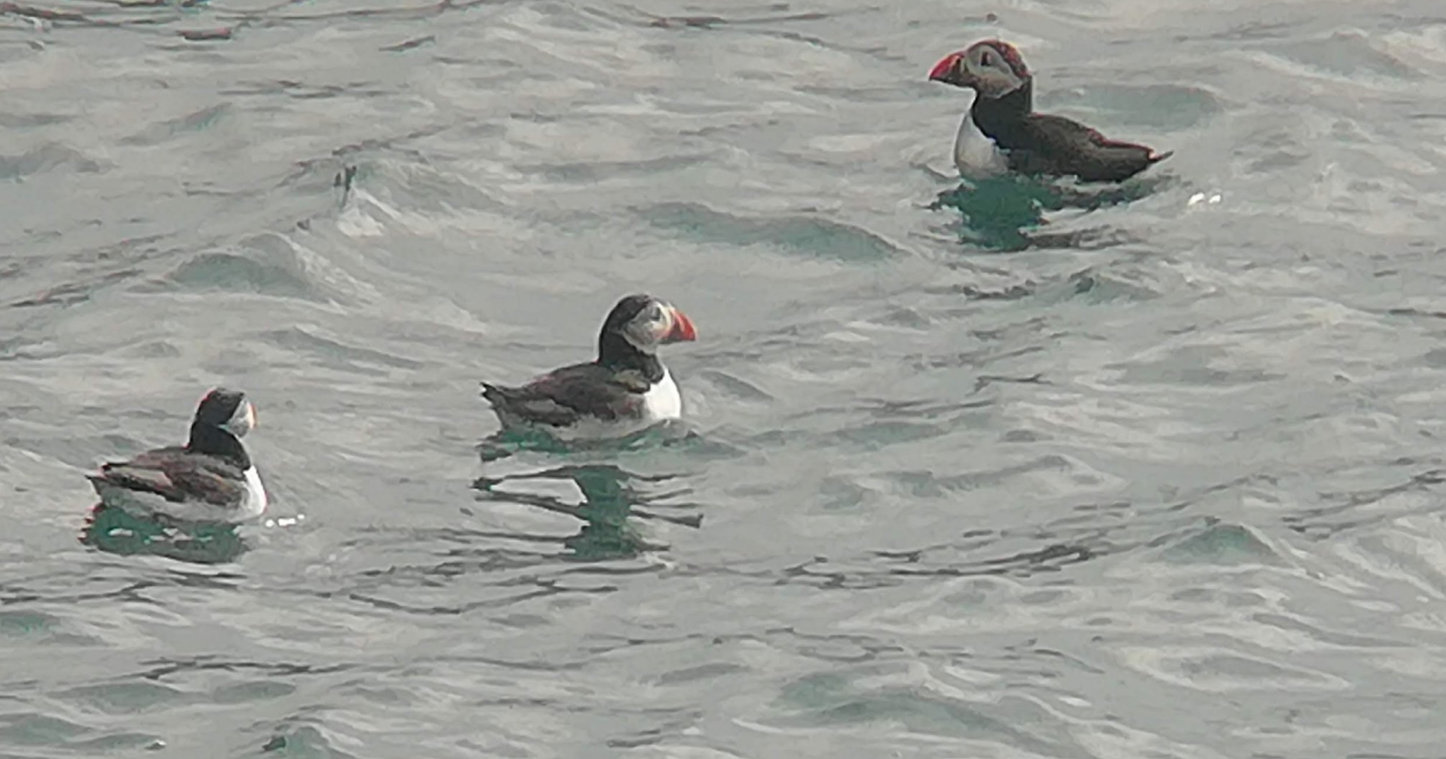 Harbour Update - posted 25/05/22 - Birds of Poole Harbour