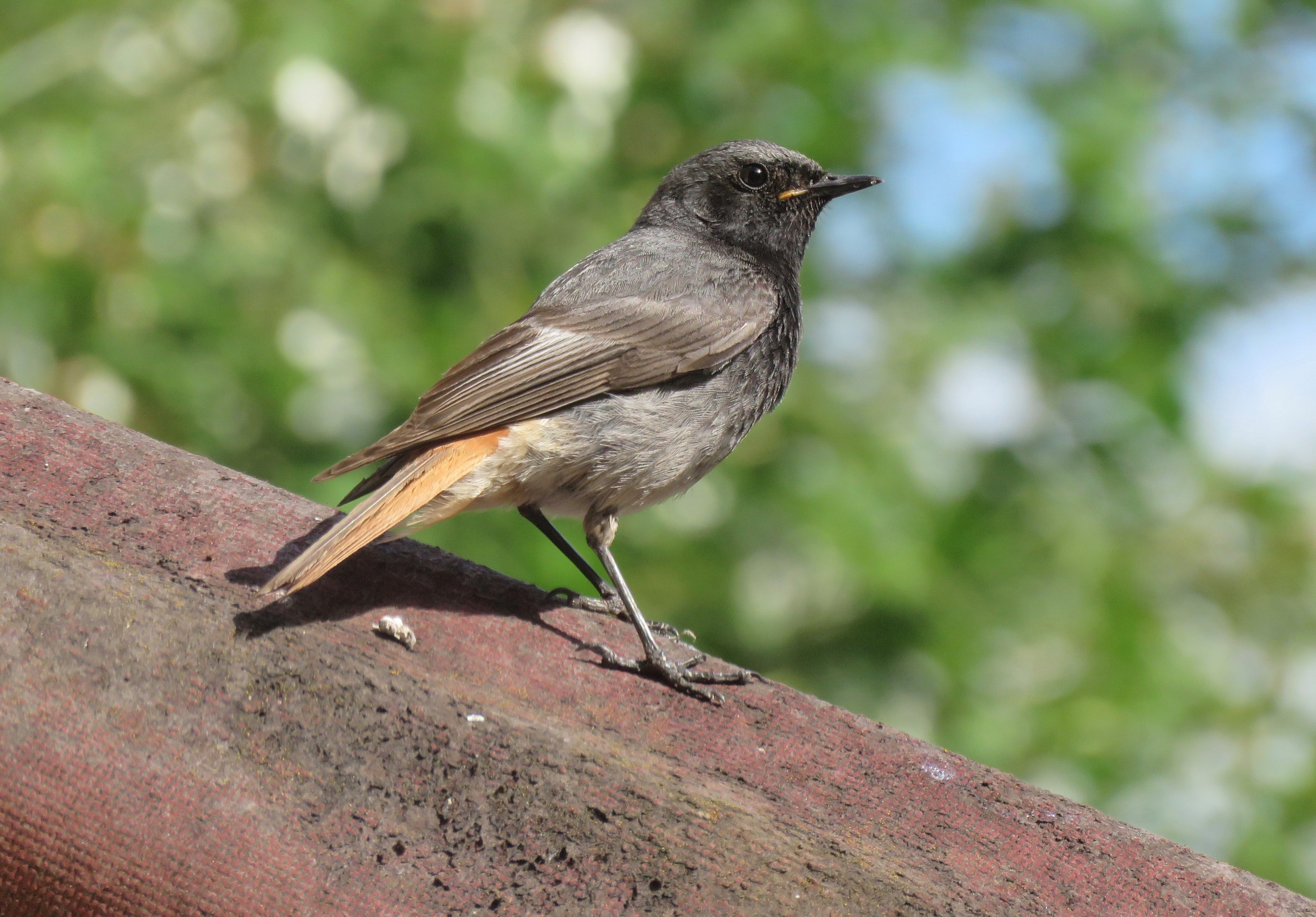 Harbour Update - posted 05/07/22 - Birds of Poole Harbour