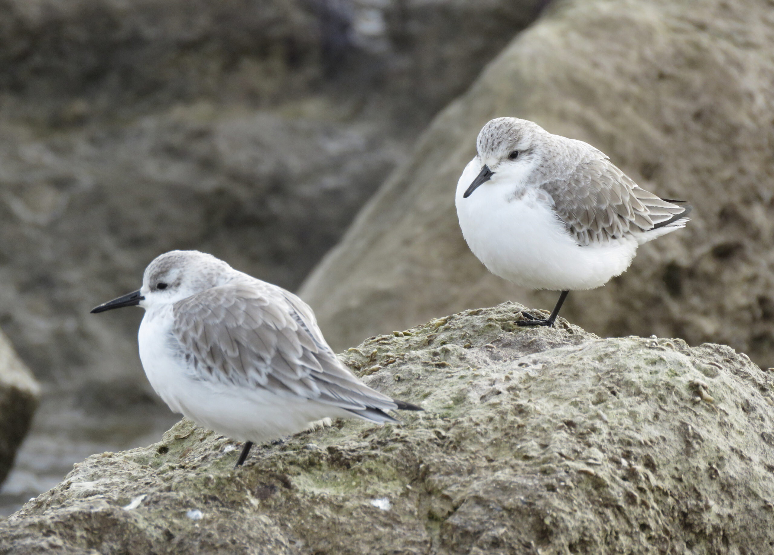 Job Advert: Birds of Poole Harbour Events Officer - Birds of Poole Harbour