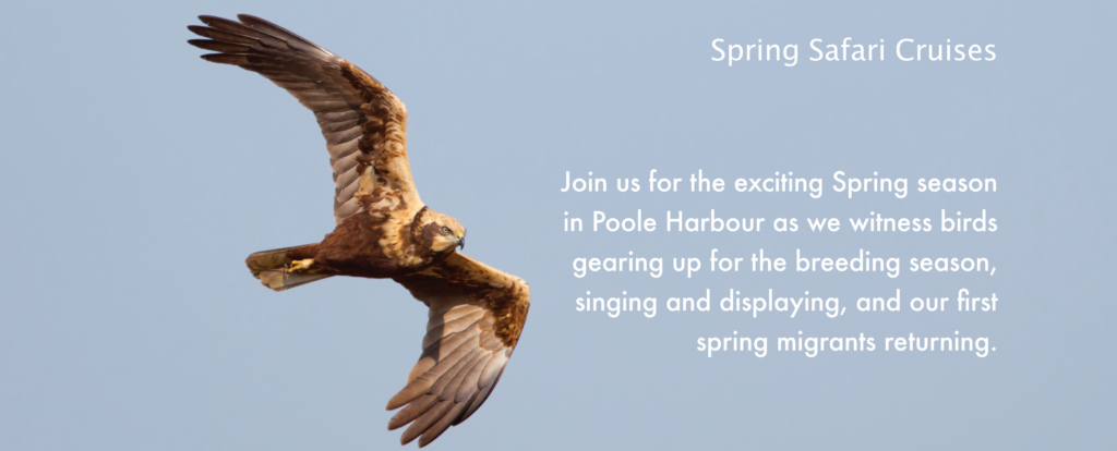 - Birds of Poole Harbour