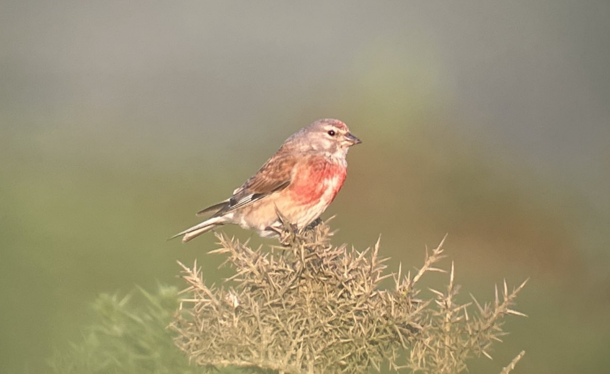 Harbour Update - posted 28/06/24 - Birds of Poole Harbour