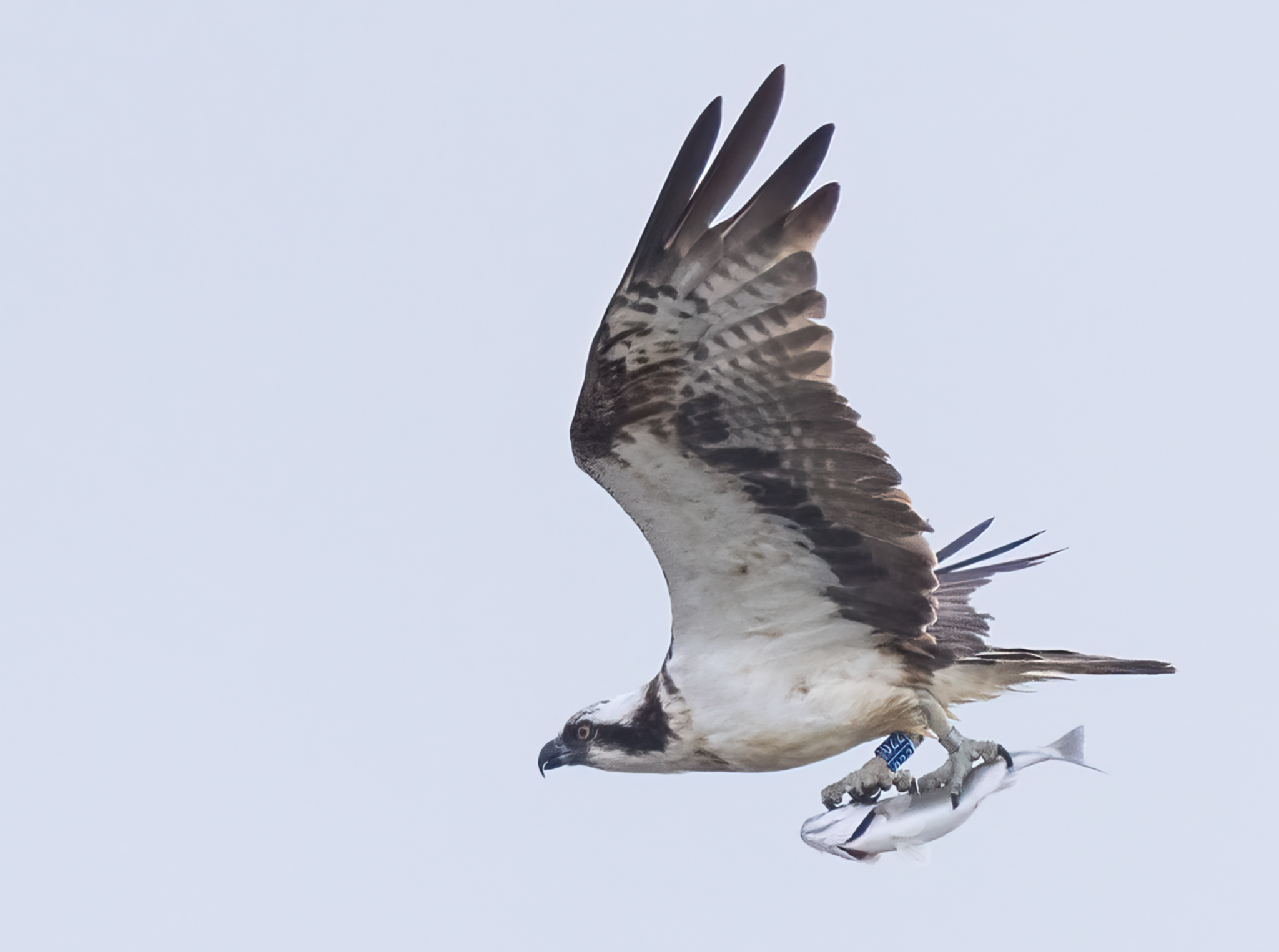 Harbour Update - posted 21/07/24 - Birds of Poole Harbour